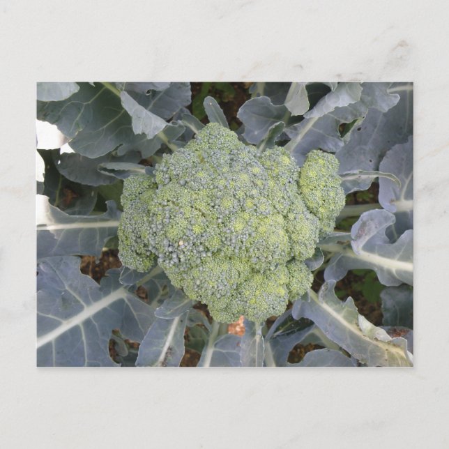 Cartão postal Broccoli (Frente)