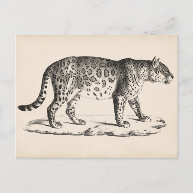 Cartão Postal Brodtmann Leopard Sketch (Frente)