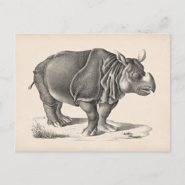 Cartão Postal Brodtmann Rhinoceros Sketch (Frente)