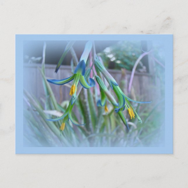 Cartão Postal Bromeliad Blossoms em Azul (Frente)