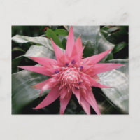 Bromeliad Variegated rosa