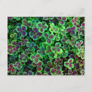 CARTÃO POSTAL BRONZY NETCH CLOVER