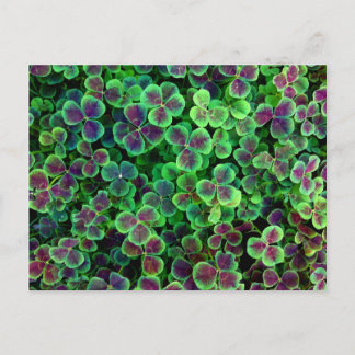 CARTÃO POSTAL BRONZY NETCH CLOVER