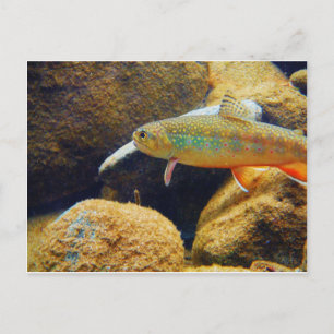 Cartão Postal Brook Trout