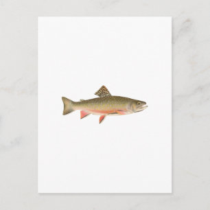 Cartão Postal Brook Trout Art