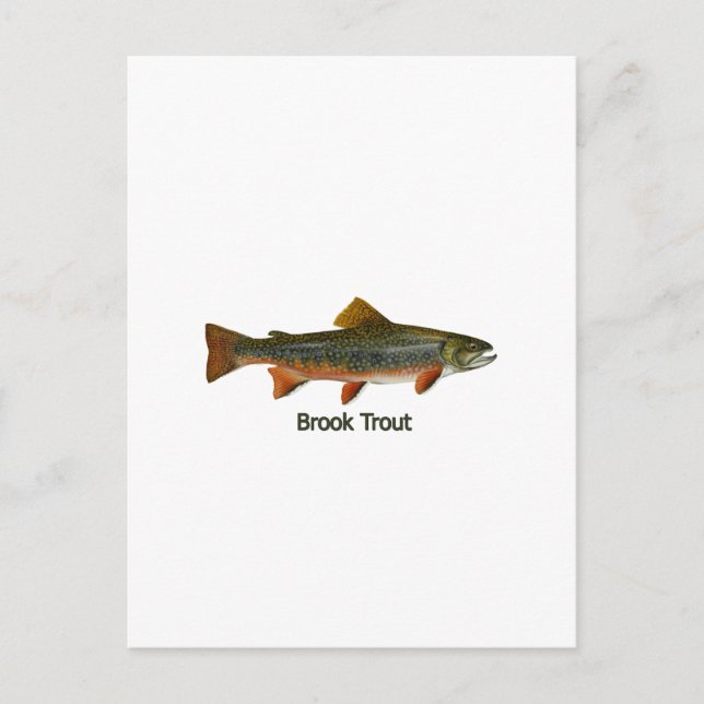 Cartão Postal Brook Trout (com título) (Frente)