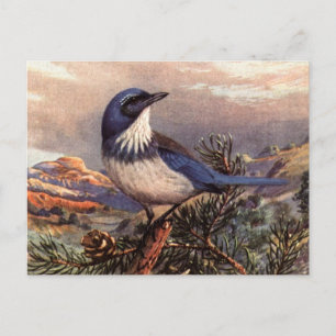 Cartão Postal Brooks Western Scrub-Jay