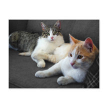 Brother & Sister Kitties