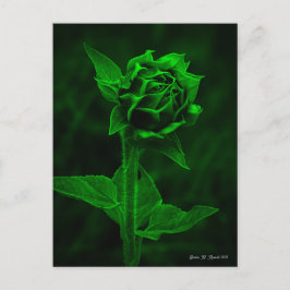 Cartão Postal "Broto de Girassol"