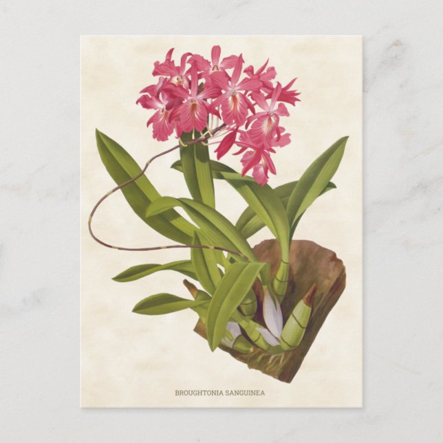 Cartão Postal Broughtonia Cor-de-rosa Orquídea Botânica (Frente)