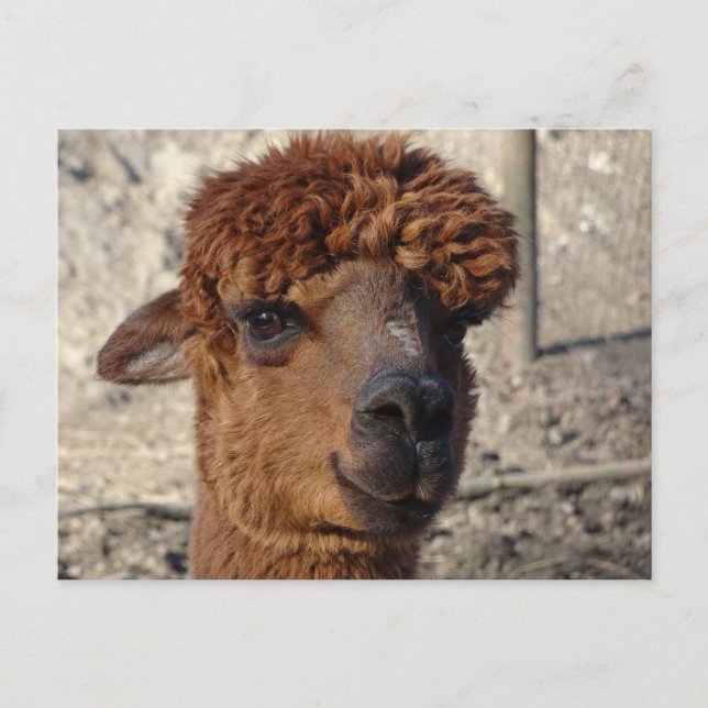 Cartão postal Brown Alpáca DIY (Frente)