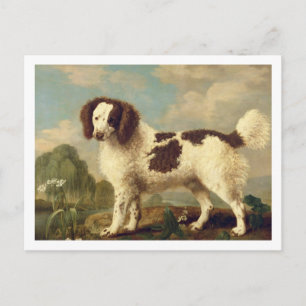 Cartão Postal Brown and White Norfolk or Water Spaniel, 1778 (oi