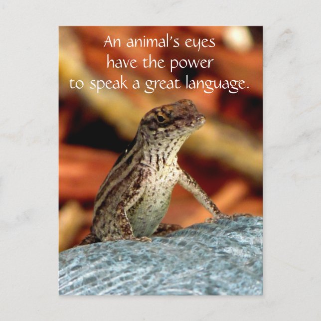 Cartão Postal Brown Anole (Lizard) Postcard (Frente)