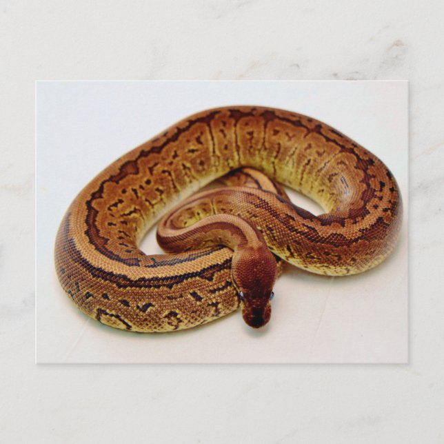Cartão Postal Brown Ball Python (Frente)