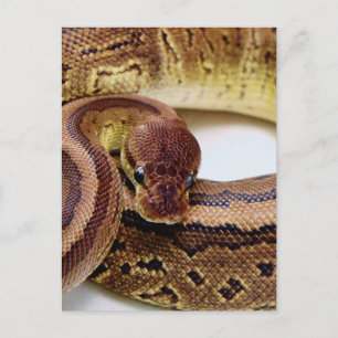 Cartão Postal Brown Ball Python Resting