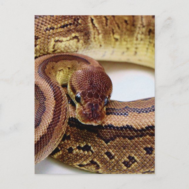Cartão Postal Brown Ball Python Resting (Frente)
