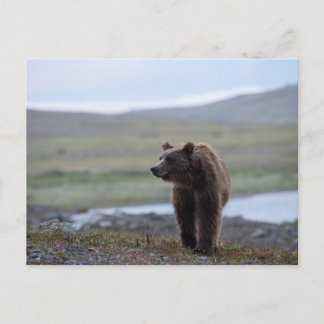 Cartão Postal Brown Bear at the Katmai Preserve