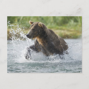 Cartão Postal Brown Bear chasing salmon in river