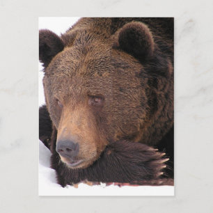 Cartão Postal Brown Bear Winter
