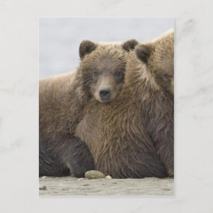 Cartão Postal Brown Bears Loving Nature
