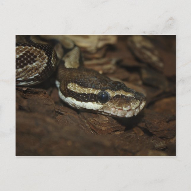 Cartão Postal Brown Carpet Python (Frente)