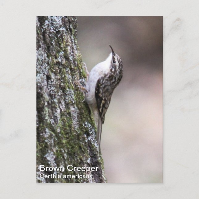 Cartão Postal Brown Creeper (Frente)
