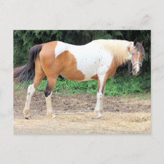 Cartão Postal Brown e cavalo branco com uma luz - freio azul