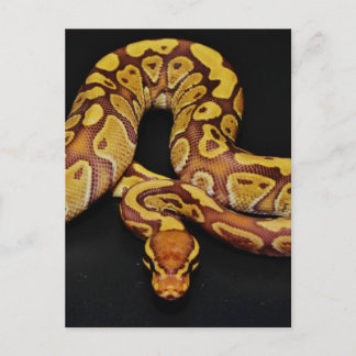 Cartão Postal Brown e Dourado Ball Python