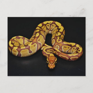 Cartão Postal Brown e Dourado Ball Python