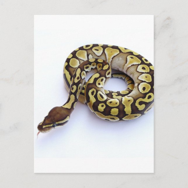Cartão Postal Brown e Dourado Ball Python 2 (Frente)
