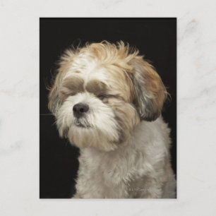 Cartão Postal Brown e White Shih Tzu com olhos fechados
