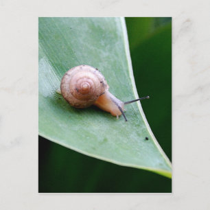 Cartão Postal Brown Garden Snail