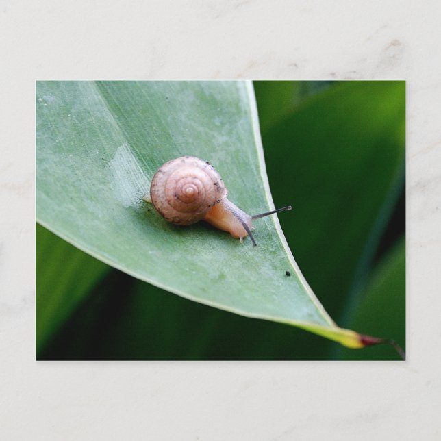 Cartão Postal Brown Garden Snail (Frente)