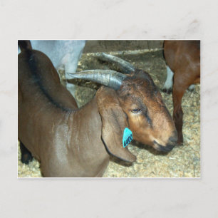 Cartão Postal Brown Goat