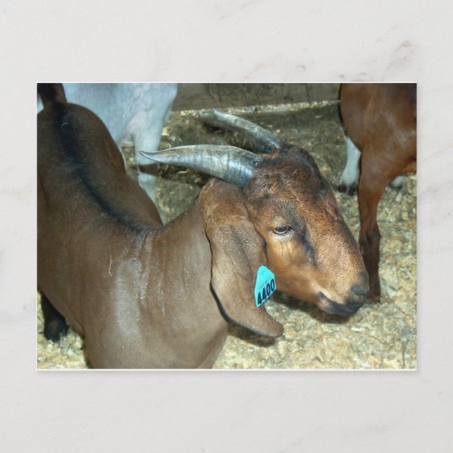 Cartão Postal Brown Goat (Frente)