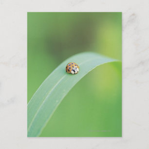 Cartão Postal Brown ladybug