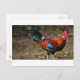 Cartão Postal Brown Leghorn Rooster (Frente/Verso)