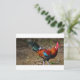 Cartão Postal Brown Leghorn Rooster (Em pé/Frente)