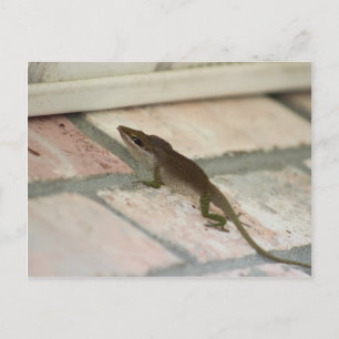 Cartão Postal Brown Lizard