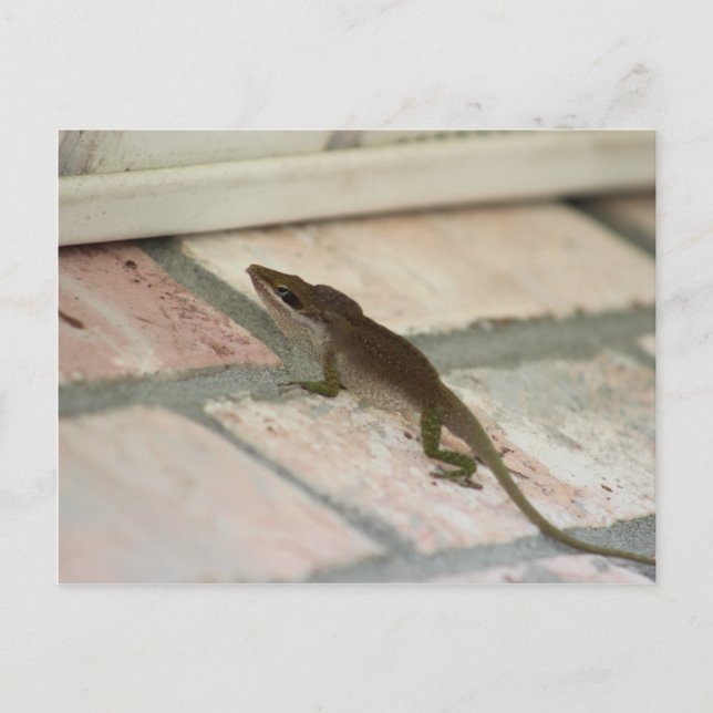 Cartão Postal Brown Lizard (Frente)