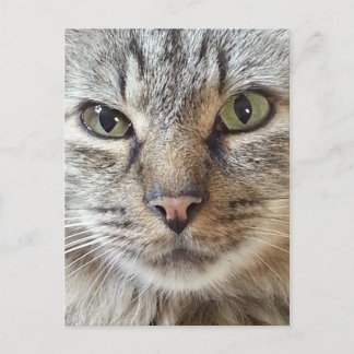 Cartão Postal Brown Longhair Tabby Cat