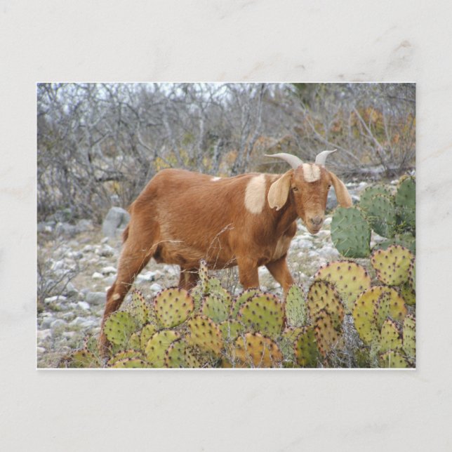 Cartão Postal Brown manchou a cabra (Frente)