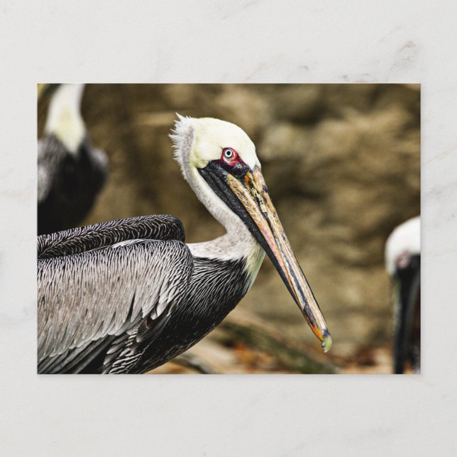 Cartão Postal Brown Pelican (Frente)