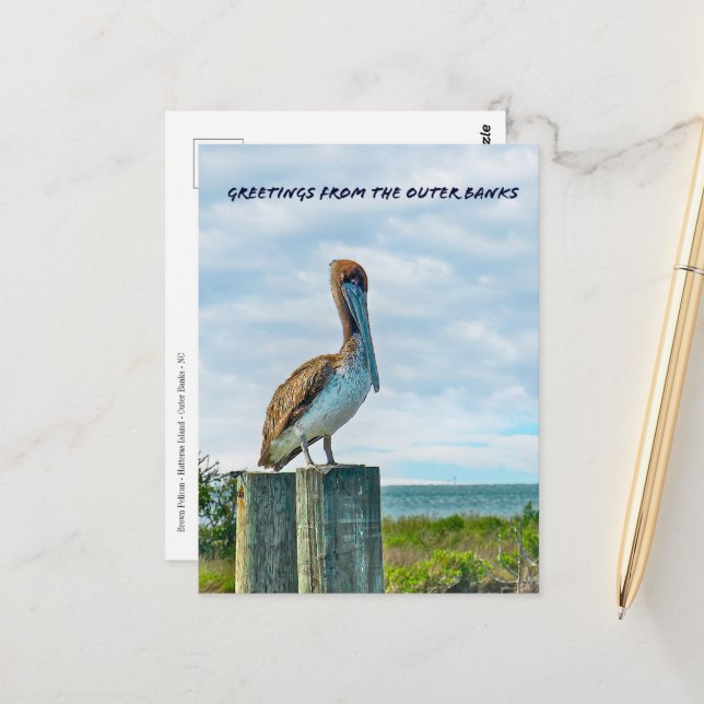 Cartão Postal Brown Pelican Outer Banks NC Postcard (Frente/Verso In Situ)