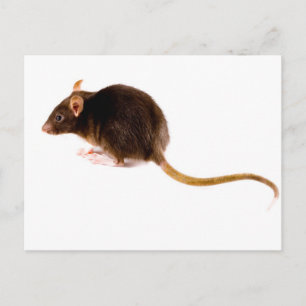 Cartão Postal Brown Rat