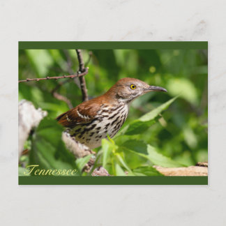 Cartão Postal Brown Thrasher