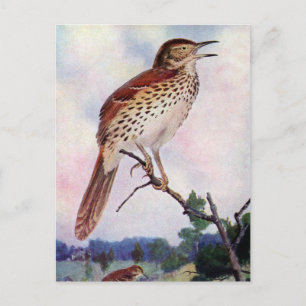 Cartão Postal Brown Thrasher
