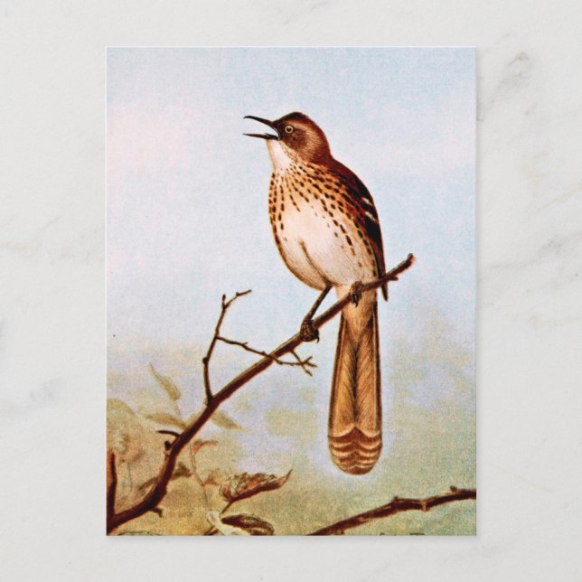 Cartão Postal Brown Thrasher Bird Art (Frente)