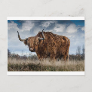 Cartão Postal Brown Yak em Campo de Grama Verde e Castanho