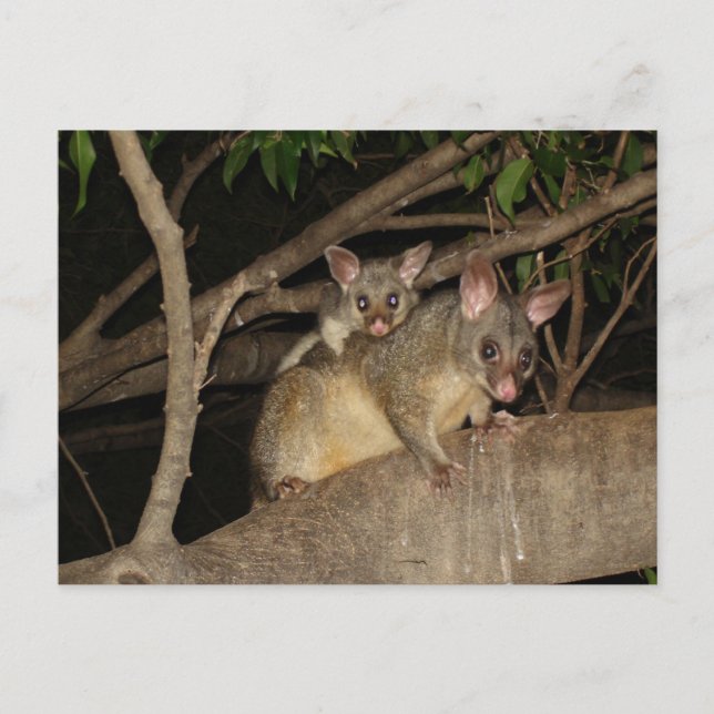 Cartão Postal Brushtail Possum (Frente)